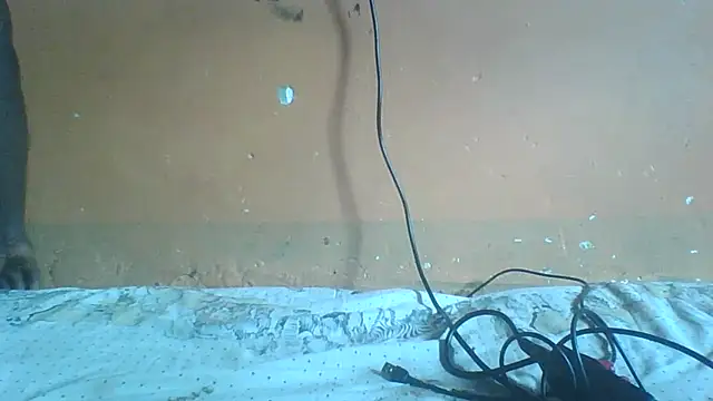 Snapshot of Sexyass100 chatting on 04/20/26, 12:52 Sexyass100 online show from 04/20/26, 12:52