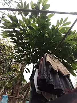 Snapshot of Small_flower1 chatting on 02/11/26, 03:11 Small flower1 online show from 02/11/26, 03:11