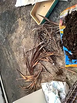 Snapshot of Castrol1289 chatting on 02/27/26, 03:06 Castrol1289 online show from 02/27/26, 03:06