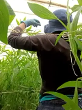 Abigail office online show from 02/13/26, 06:37