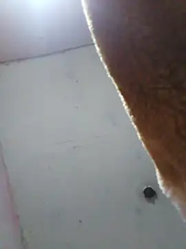 Snapshot of cobrosdepagos chatting on 04/16/26, 08:04 cobrosdepagos online show from 04/16/26, 08:04