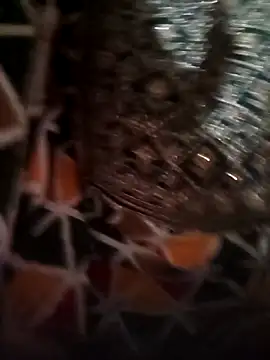 Snapshot of Rashmika_Mandana chatting on 04/16/26, 07:14 Rashmika Mandana online show from 04/16/26, 07:14