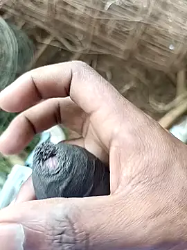 sanju 5418 online show from 04/07/26, 07:09