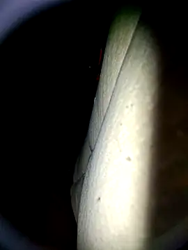 Snapshot of Harkorti chatting on 04/22/26, 04:48 Harkorti online show from 04/22/26, 04:48