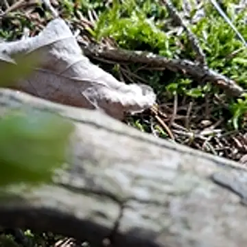 Snapshot of walddrinker chatting on 04/24/26, 01:46 walddrinker online show from 04/24/26, 01:46