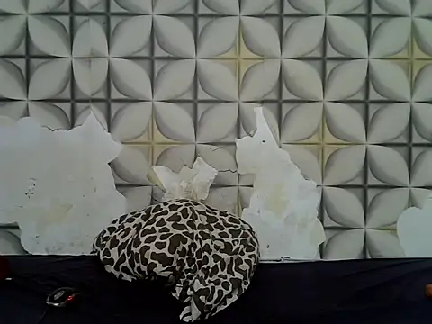 fine grap online show from 06/23/26, 05:05