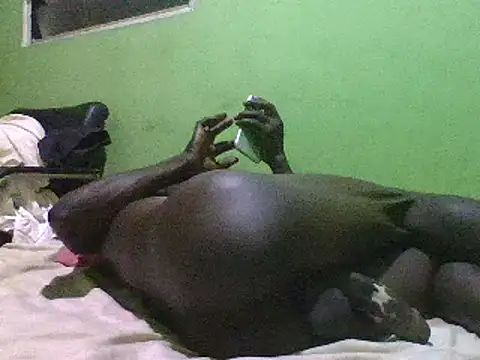 Snapshot of blakkvirus chatting on 12/15/24, 05:13 blakkvirus online show from 12/15/24, 05:13