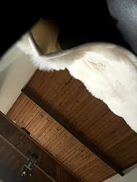 odbodu online show from 11/22/25, 08:52