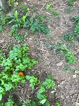 curcuro online show from 03/28/26, 03:22