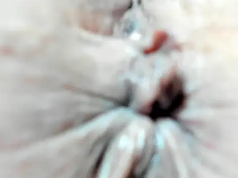 Snapshot of foxy-porn1 chatting on 02/03/25, 09:07 foxy-porn1 online show from 02/03/25, 09:07