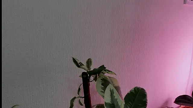 BowToYourWeakness online show from 02/08/25, 01:01