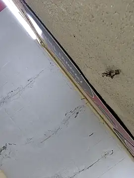 Snapshot of Vickyrajput009 chatting on 04/16/26, 07:31 Vickyrajput009 online show from 04/16/26, 07:31