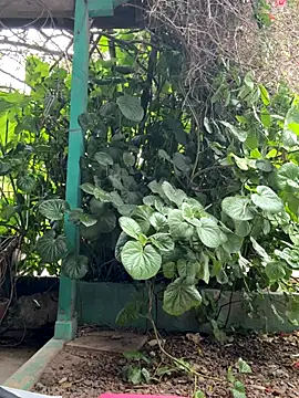 sofy alone online show from 10/17/25, 05:26