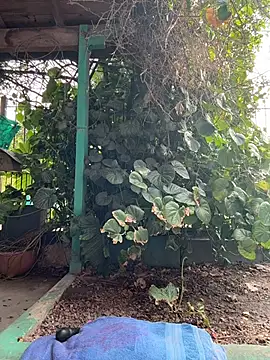 sofy alone online show from 03/05/26, 08:49