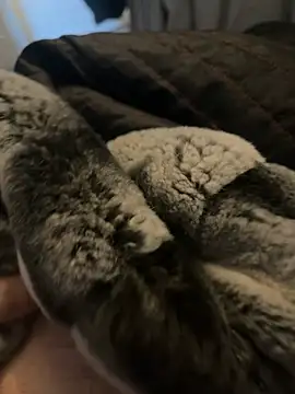 Snapshot of Furdale chatting on 01/02/25, 12:35 Furdale online show from 01/02/25, 12:35