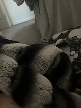 Snapshot of Furdale chatting on 01/09/25, 11:14 Furdale online show from 01/09/25, 11:14