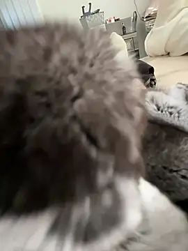 Snapshot of Furdale chatting on 03/03/26, 03:29 Furdale online show from 03/03/26, 03:29