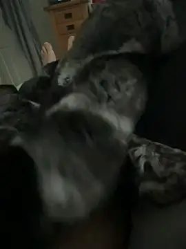 Snapshot of Furdale chatting on 04/01/26, 11:44 Furdale online show from 04/01/26, 11:44