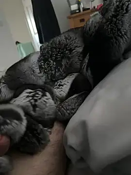 Snapshot of Furdale chatting on 04/21/26, 06:01 Furdale online show from 04/21/26, 06:01