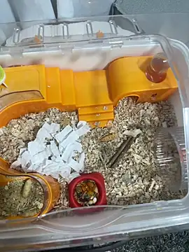 Im sophiie online show from 02/15/26, 06:43