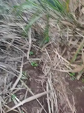 india cobra online show from 10/25/25, 12:34