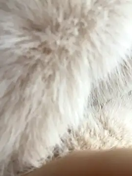 Snapshot of Feral_berry_8133 chatting on 12/02/24, 06:20 Feral berry 8133 online show from 12/02/24, 06:20