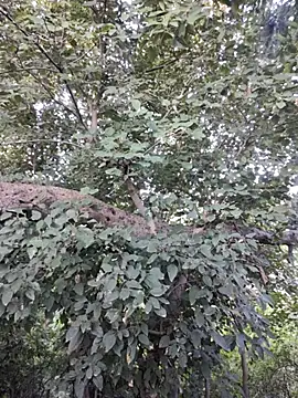 Rinku5553 online show from 10/30/25, 02:13