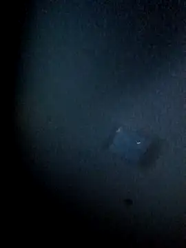 yellowwetfox online show from 03/29/26, 03:39