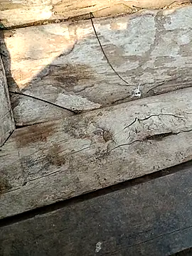 Snapshot of kummuduabbai chatting on 03/03/26, 09:26 kummuduabbai online show from 03/03/26, 09:26