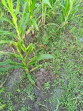 Snapshot of kummuduabbai chatting on 03/11/26, 01:11 kummuduabbai online show from 03/11/26, 01:11