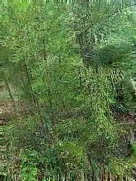 Snapshot of Gopal1243 chatting on 10/21/25, 01:17 Gopal1243 online show from 10/21/25, 01:17