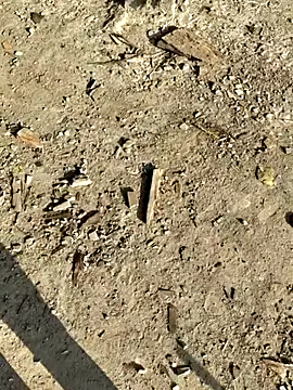 Snapshot of Gopal1243 chatting on 01/08/26, 02:58 Gopal1243 online show from 01/08/26, 02:58