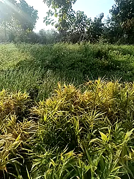 Snapshot of Desi_Rider_Aadi chatting on 12/30/24, 03:47 Desi Rider Aadi online show from 12/30/24, 03:47