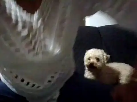 Snapshot of RAYA_1 chatting on 02/02/25, 12:51 RAYA 1 online show from 02/02/25, 12:51