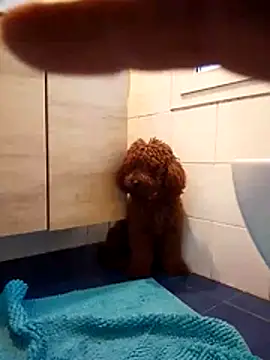 Snapshot of ValentinoRollstars chatting on 03/18/26, 04:43 ValentinoRollstars online show from 03/18/26, 04:43