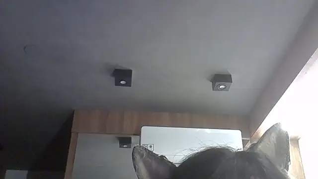 Skinny-Kitten online show from 02/11/26, 12:04