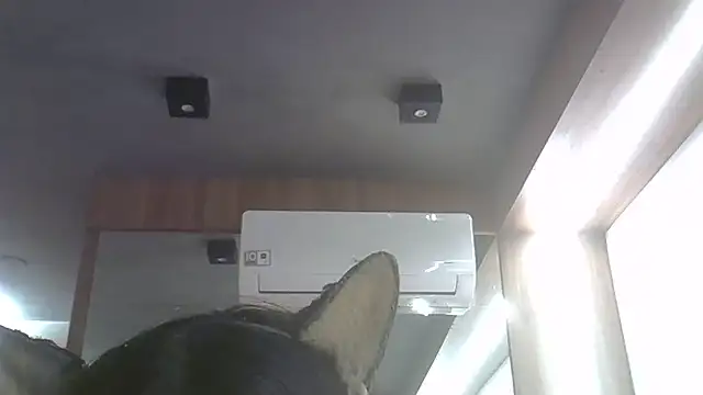 Snapshot of Skinny-Kitten chatting on 06/25/26, 11:31 Skinny-Kitten online show from 06/25/26, 11:31
