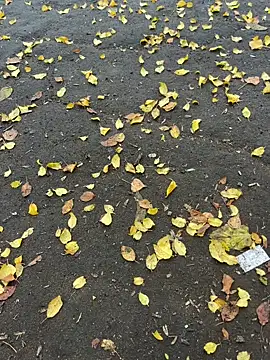 Snapshot of mihaixxx1 chatting on 11/09/25, 11:08 mihaixxx1 online show from 11/09/25, 11:08