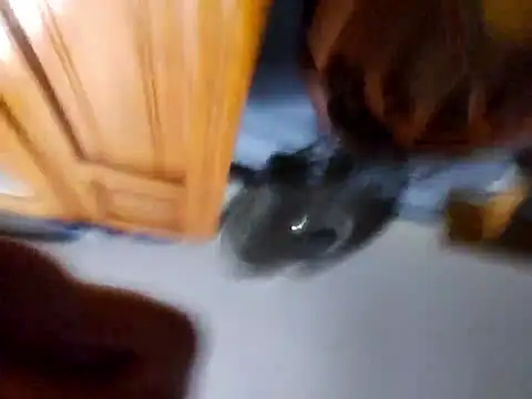 Snapshot of Daza67 chatting on 04/05/26, 06:21 Daza67 online show from 04/05/26, 06:21