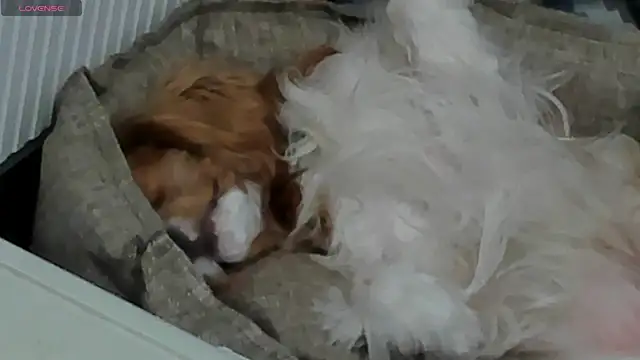 Snapshot of Peggy_Beauty chatting on 02/11/25, 06:44 Peggy Beauty online show from 02/11/25, 06:44